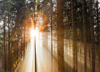 Lichtstrahlen im Wald