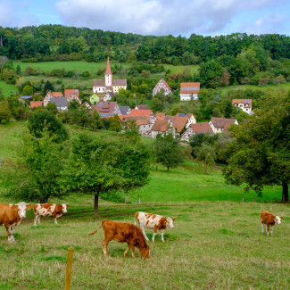 Kühe auf der Weide vor dem Ortsbild von Oberkrumbach mit der Margaretenkirche